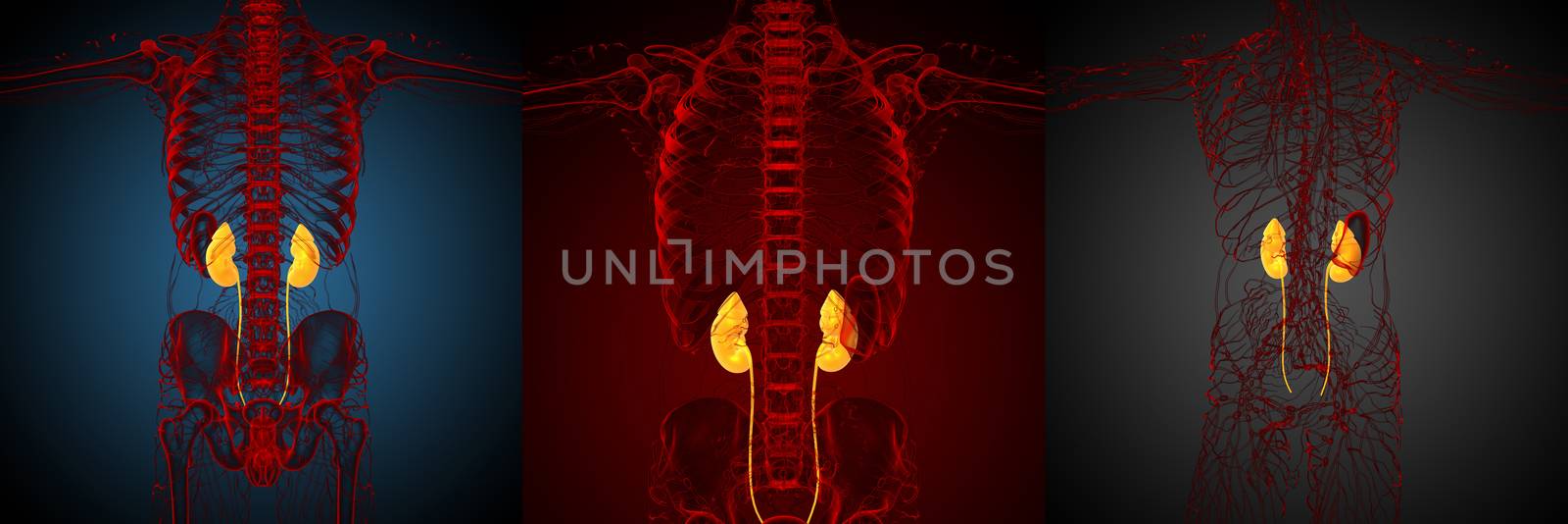 3d rendering medical illustration of the kidney 