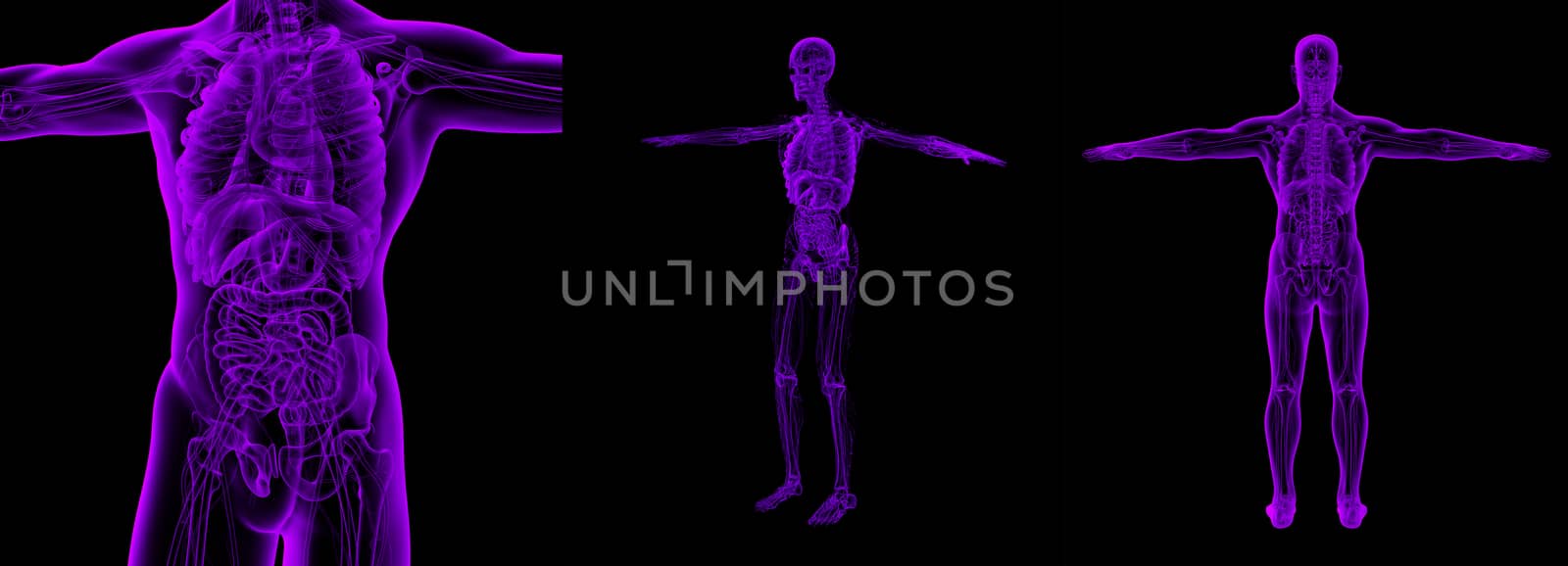 3D rendering medical illustration of the human 