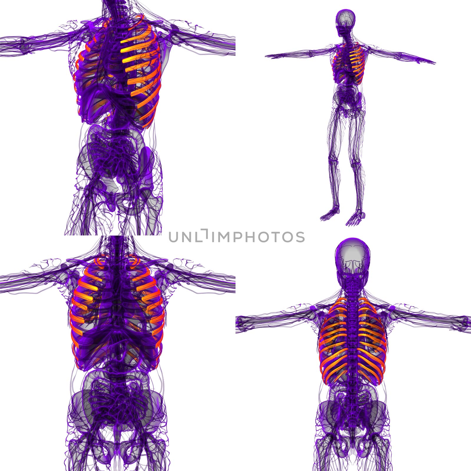 3d rendering medical illustration of the ribcage 