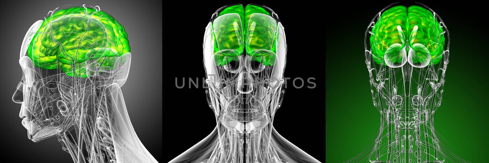 3d render medical illustration of the brain - side view