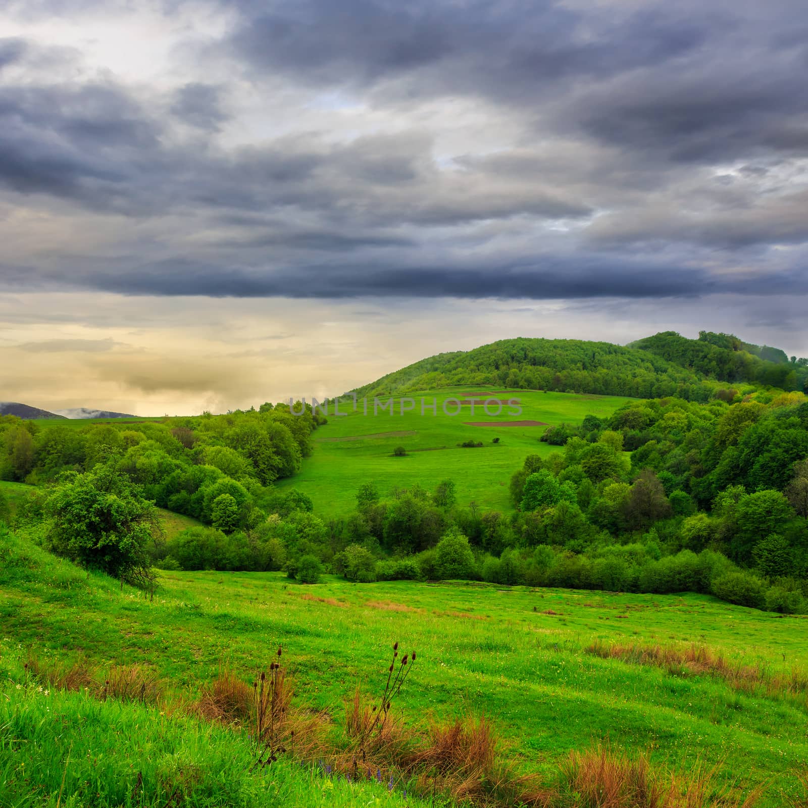 mountain summer landscape. trees near meadow and forest on hillside under morning sky with clouds