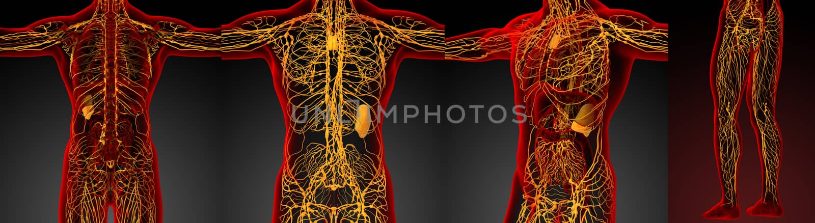 3d rendering medical illustration of the lymphatic system 