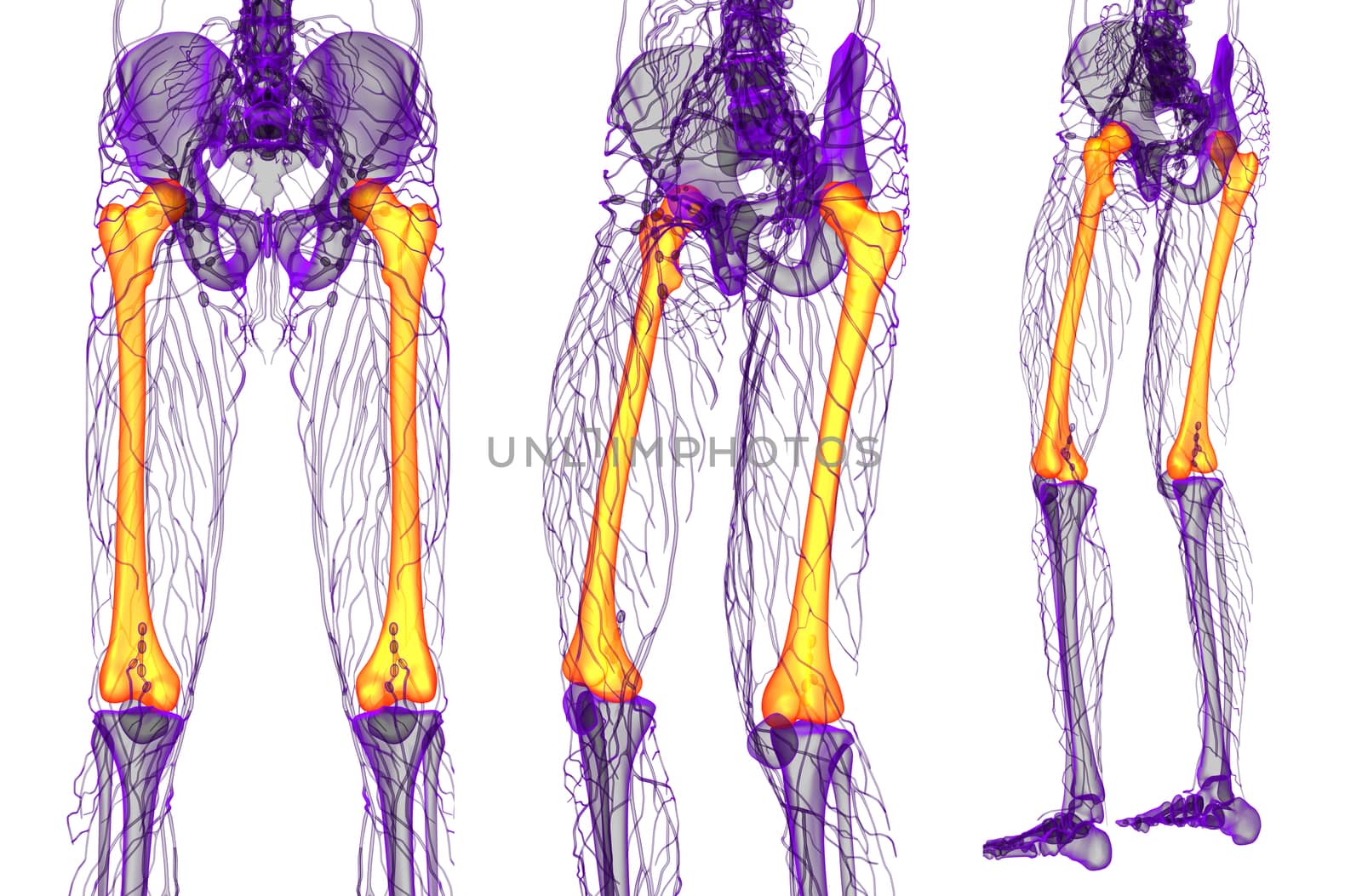3d rendering medical illustration of the femur bone