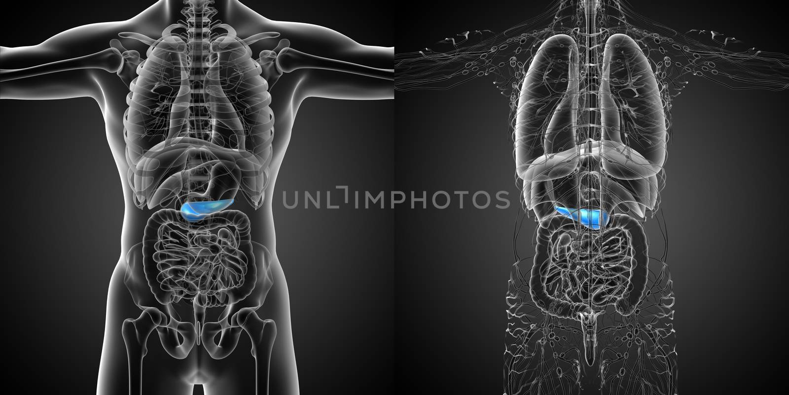 3d rendering medical illustration of the  pancrease