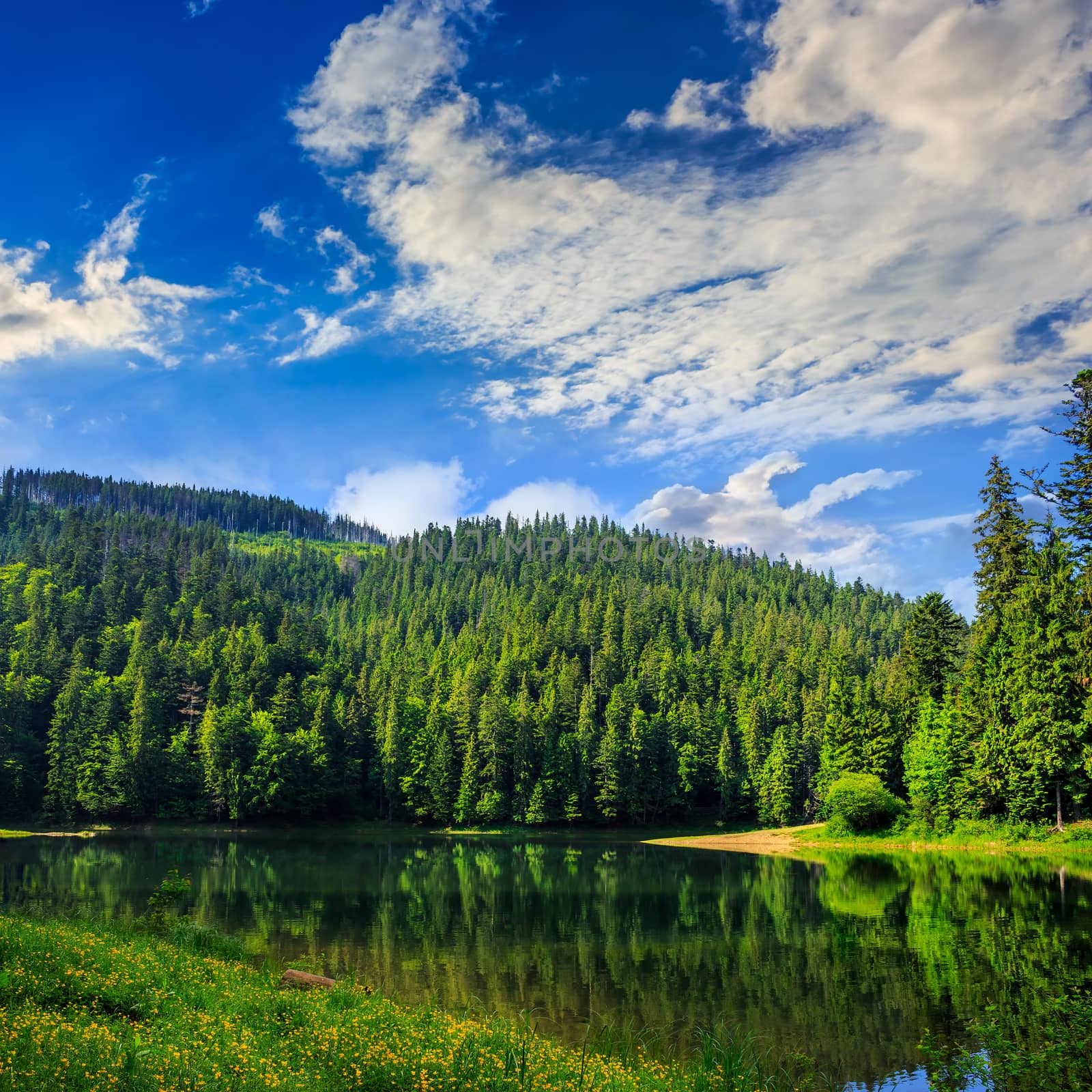 view on lake near the pine forest on mountain background  early in the morning 