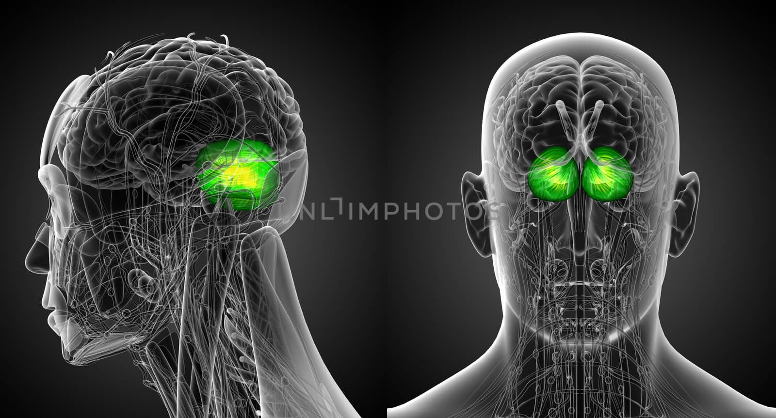 3d rendering medical illustration of the human brain cerebrum 