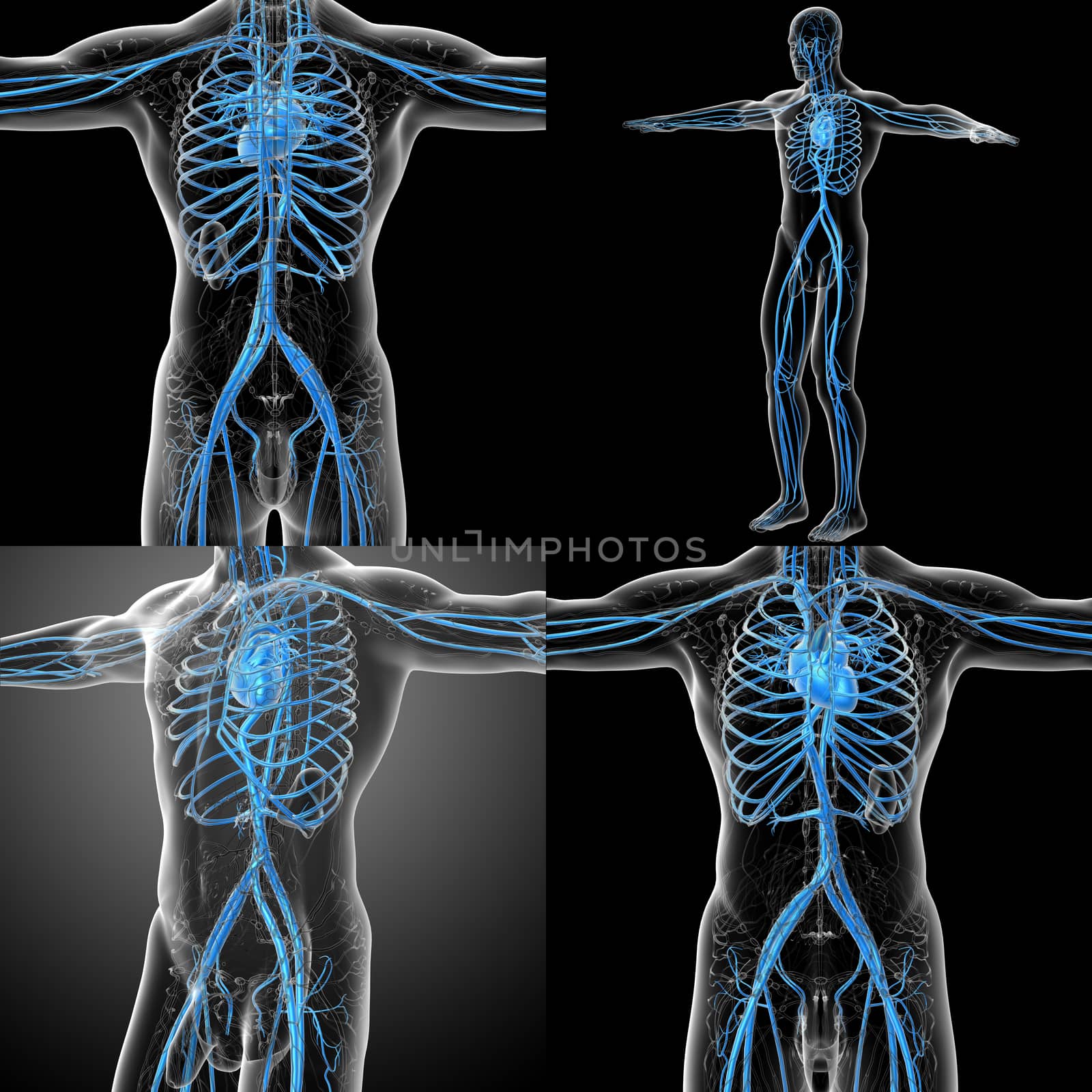 3d rendering medical illustration of the human vascular system