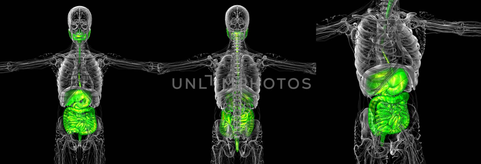 3d rendering medical illustration of the human digestive system 