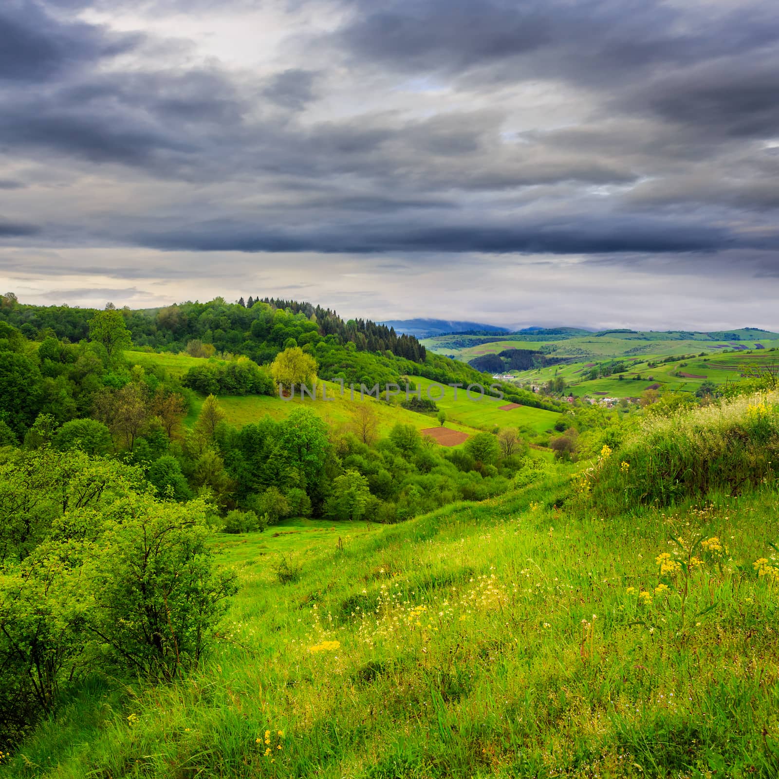 mountain summer landscape. trees near meadow on hillside under  sky with clouds at sunrise