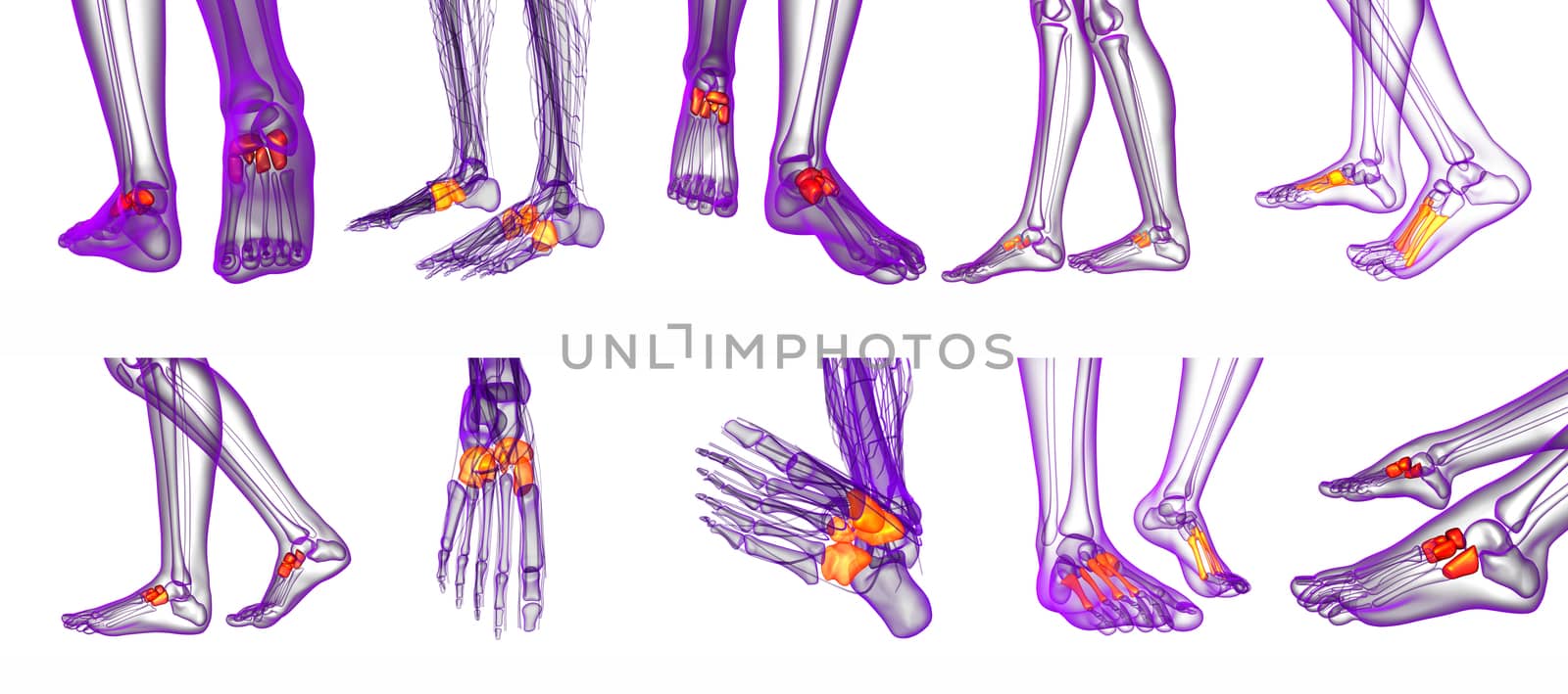 3d rendering medical illustration of the midfoot bone