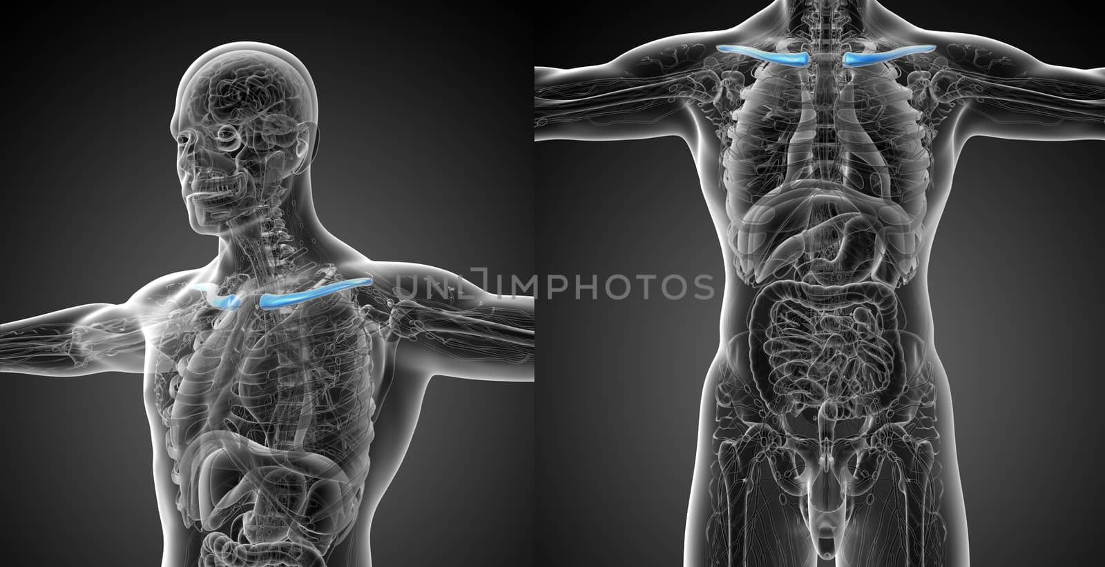 3d rendering medical illustration of the clavicle bone