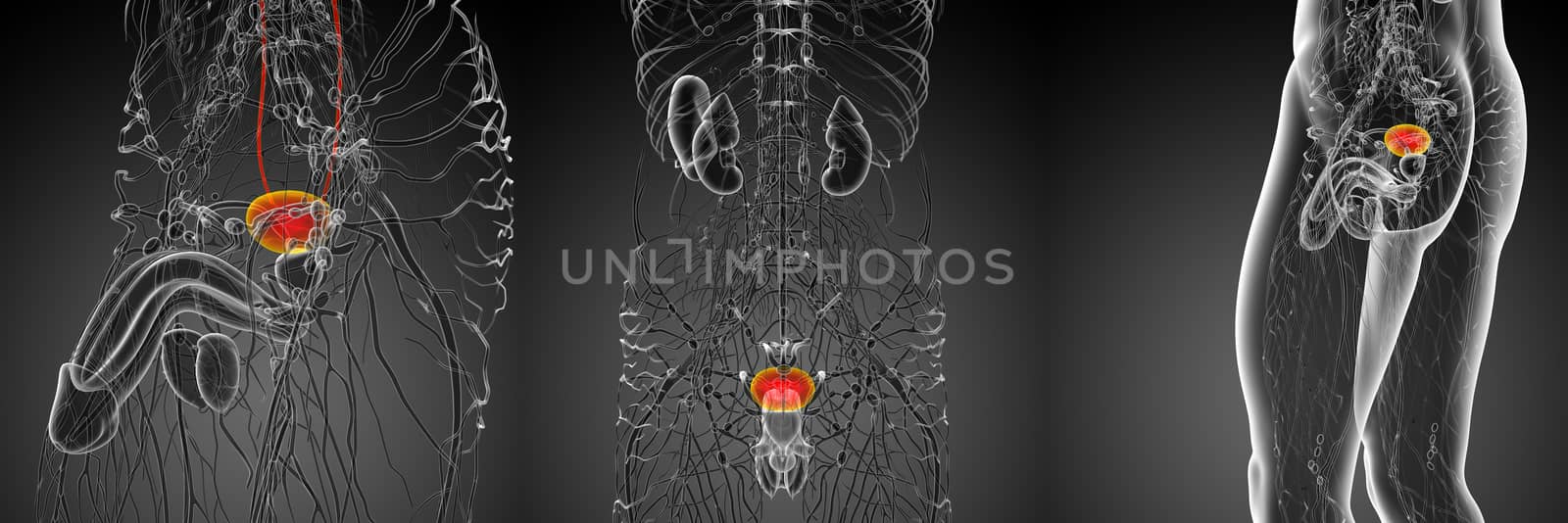 3d rendering medical illustration of the bladder 