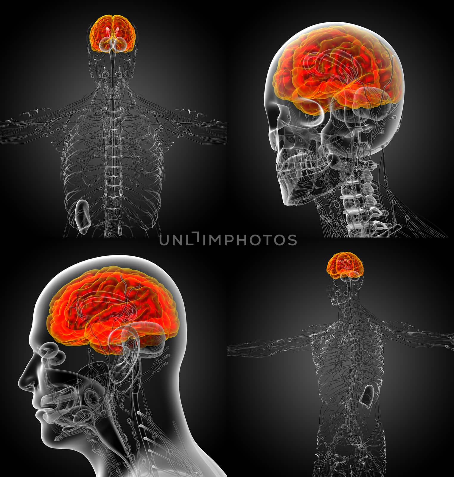 3d rendering medical illustration of the brain