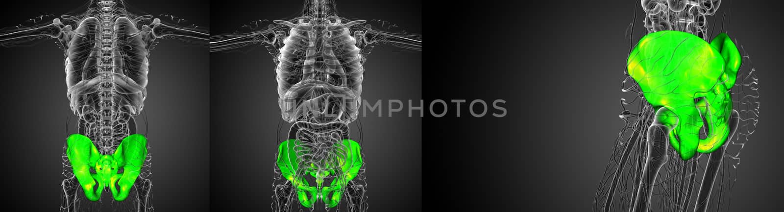 3D rendering illustration of the pelvis bone