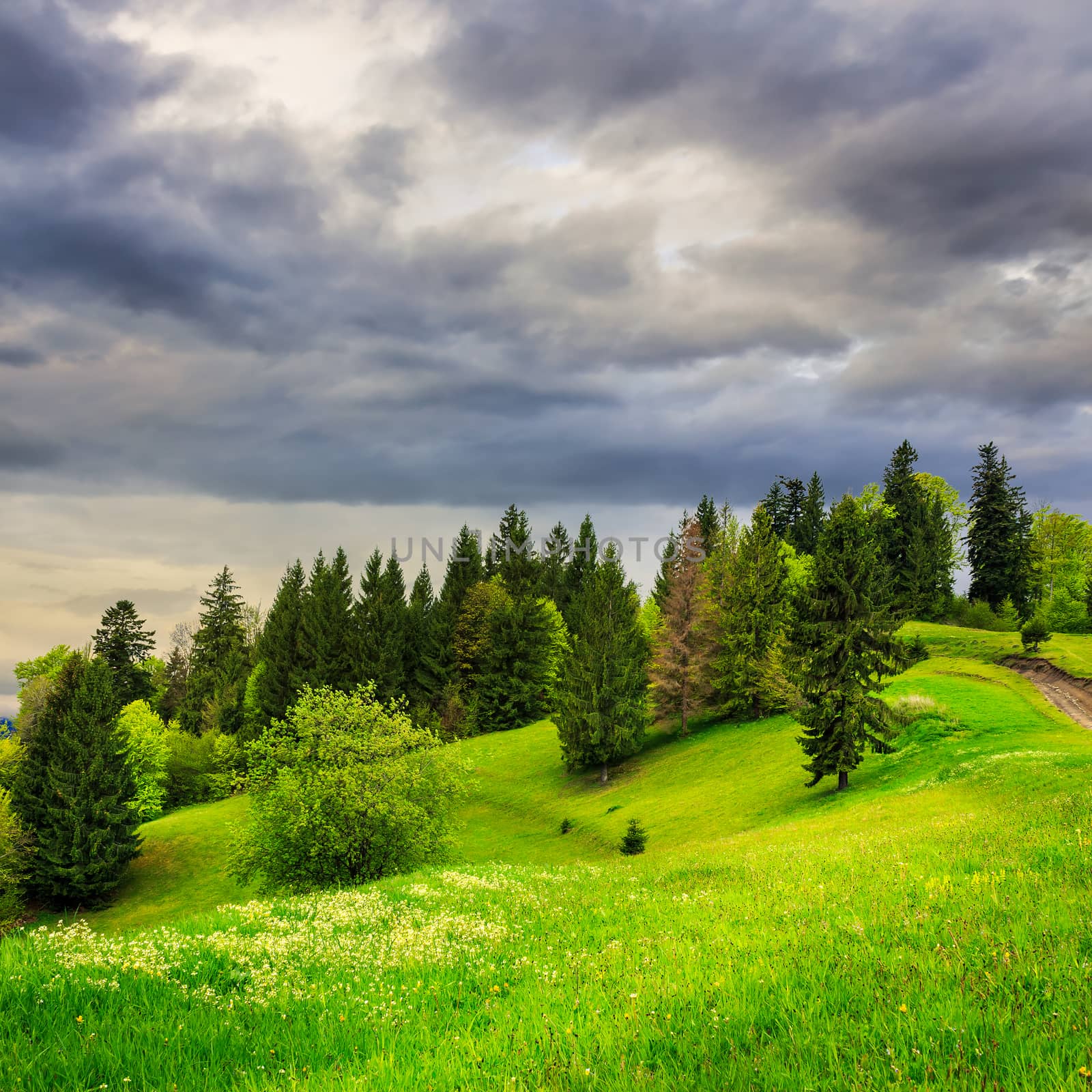 summer landscape. forest near the meadow path on the hillside with some flowers in fresh grass in mountains at stormy morning