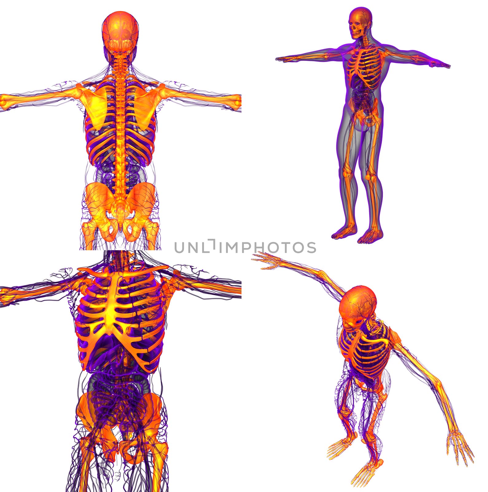 3d rendering medical illustration of the human skeleton