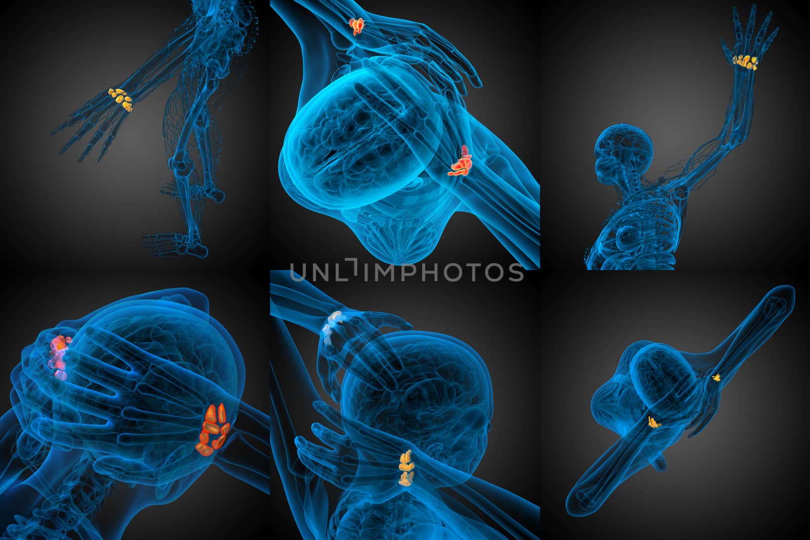 3d rendering illustration of the human carpal bones 