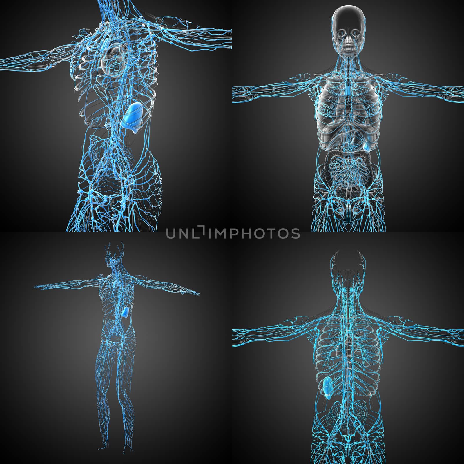 3d rendering medical illustration of the lymphatic system 