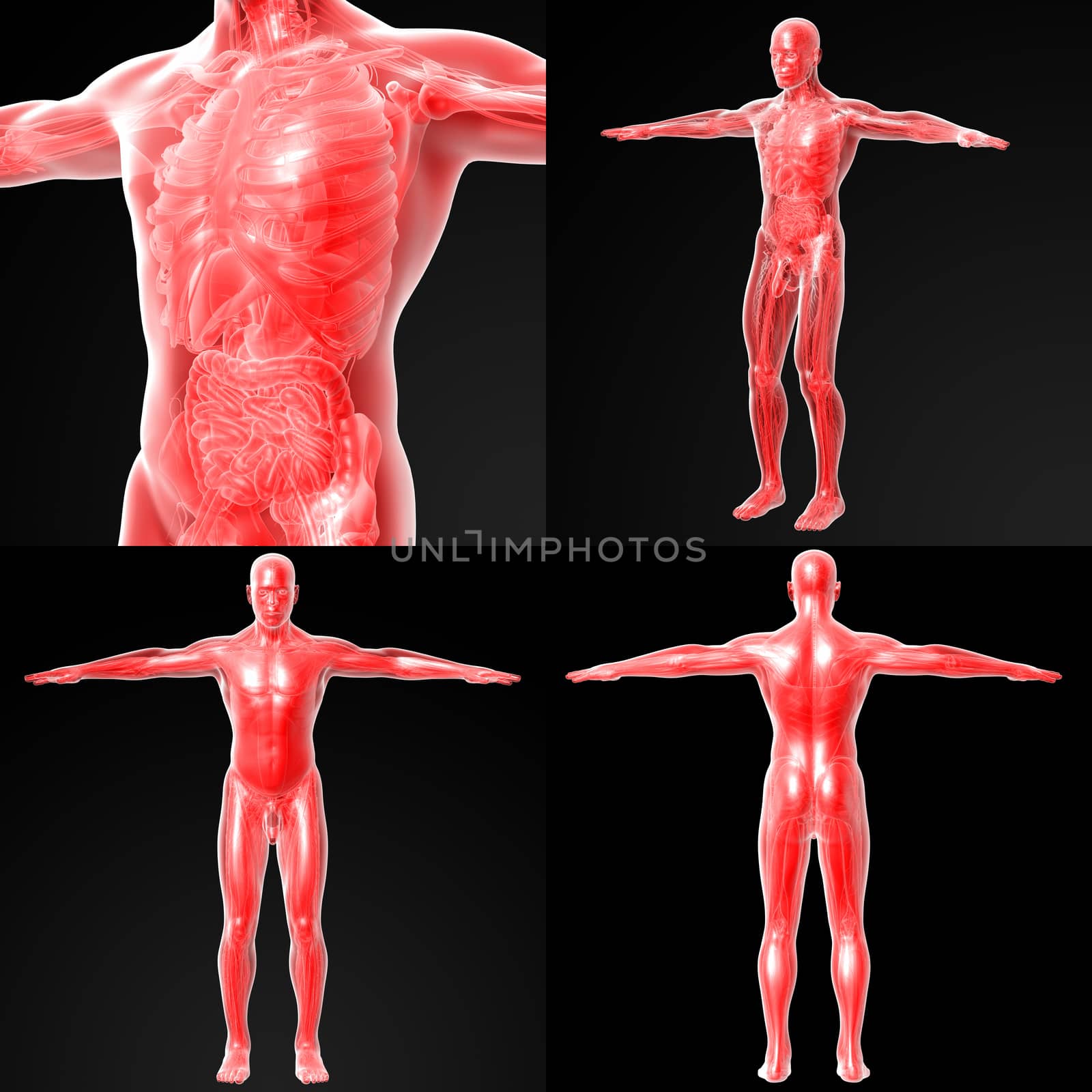 3d rendering illustration of the human anatomy