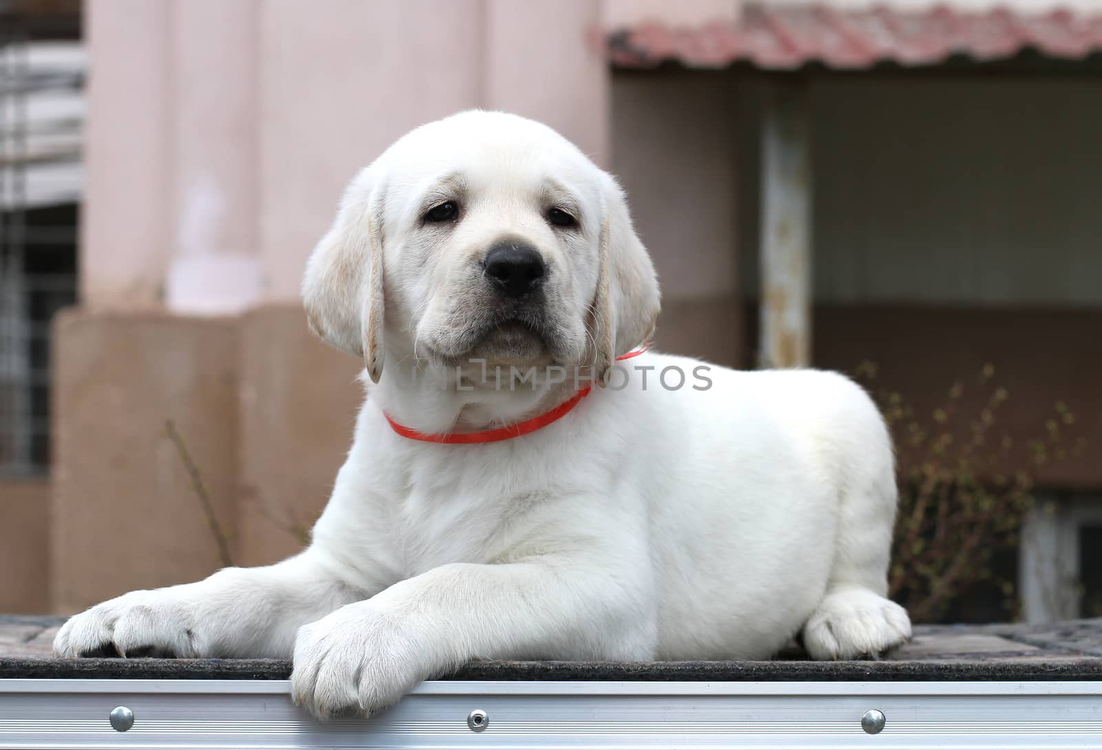 a little yellow labrador puppy sitting on grey background
