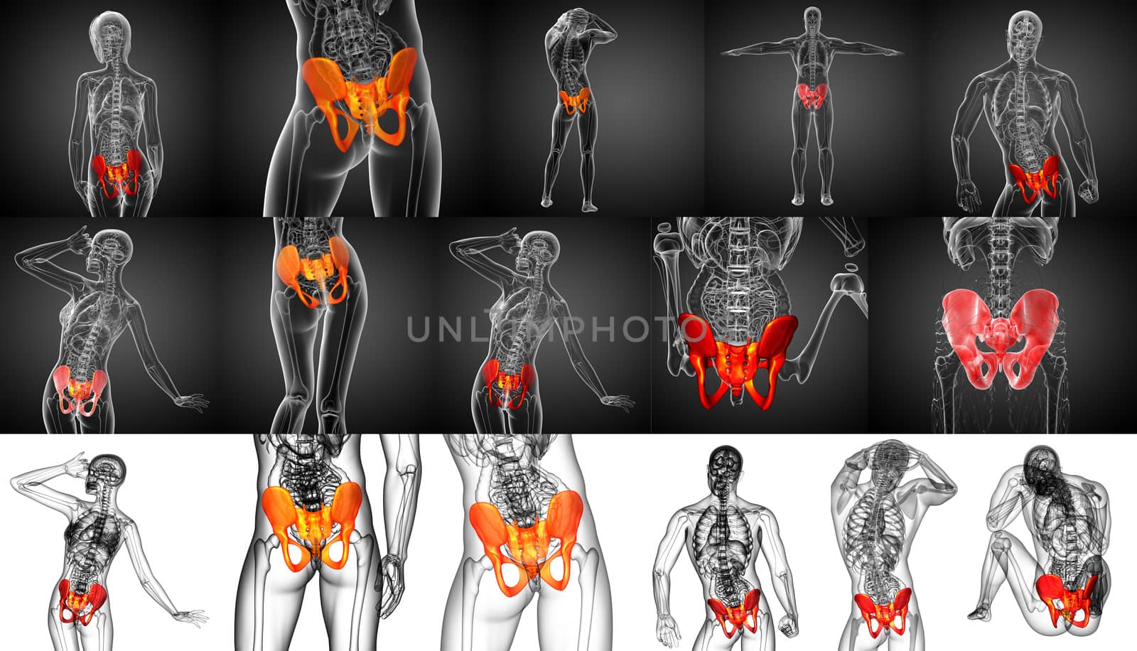 3D rendering medical illustration of the pelvis bone
