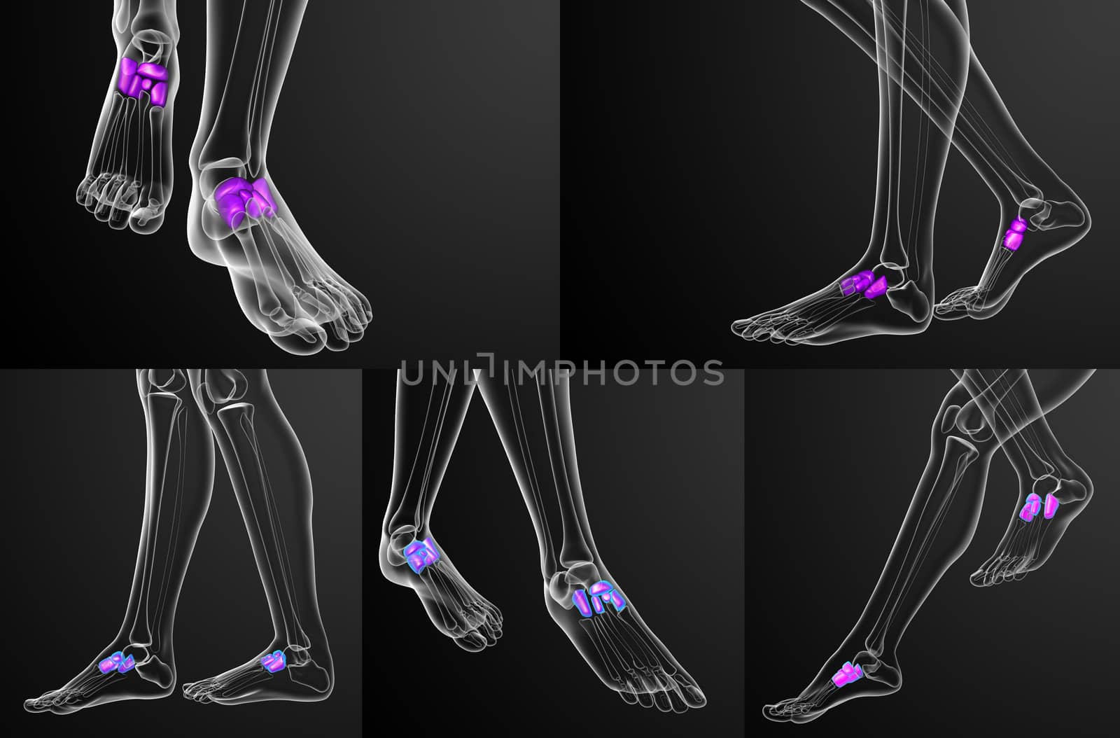 3d rendering medical illustration of the midfoot bone
