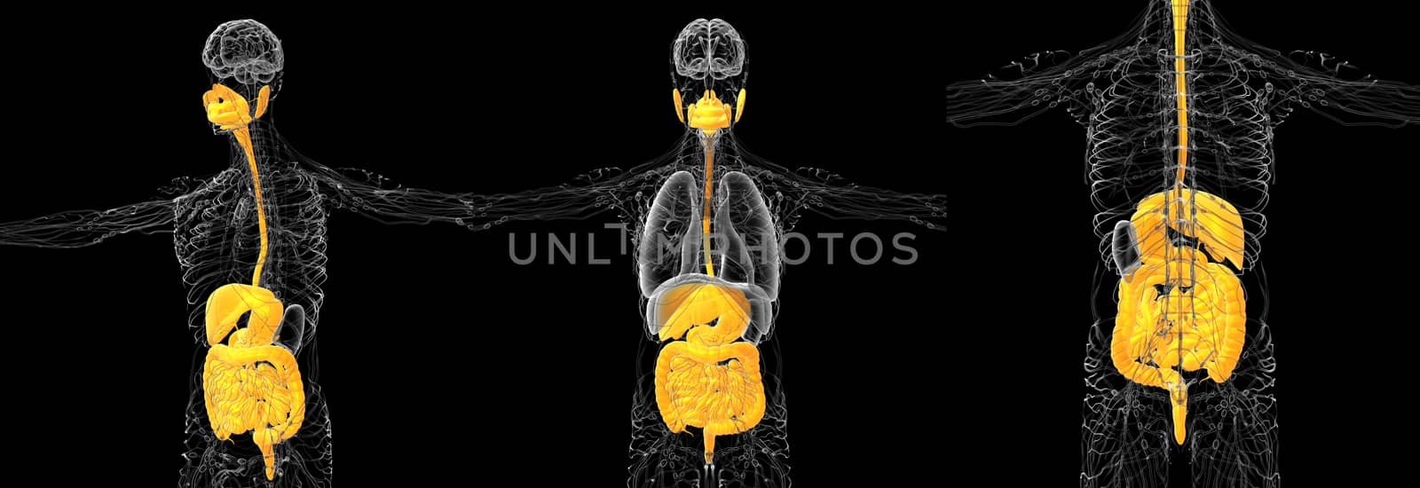 3d rendering medical illustration of the human digestive system 