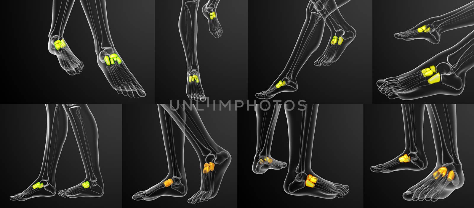 3d rendering medical illustration of the midfoot bone