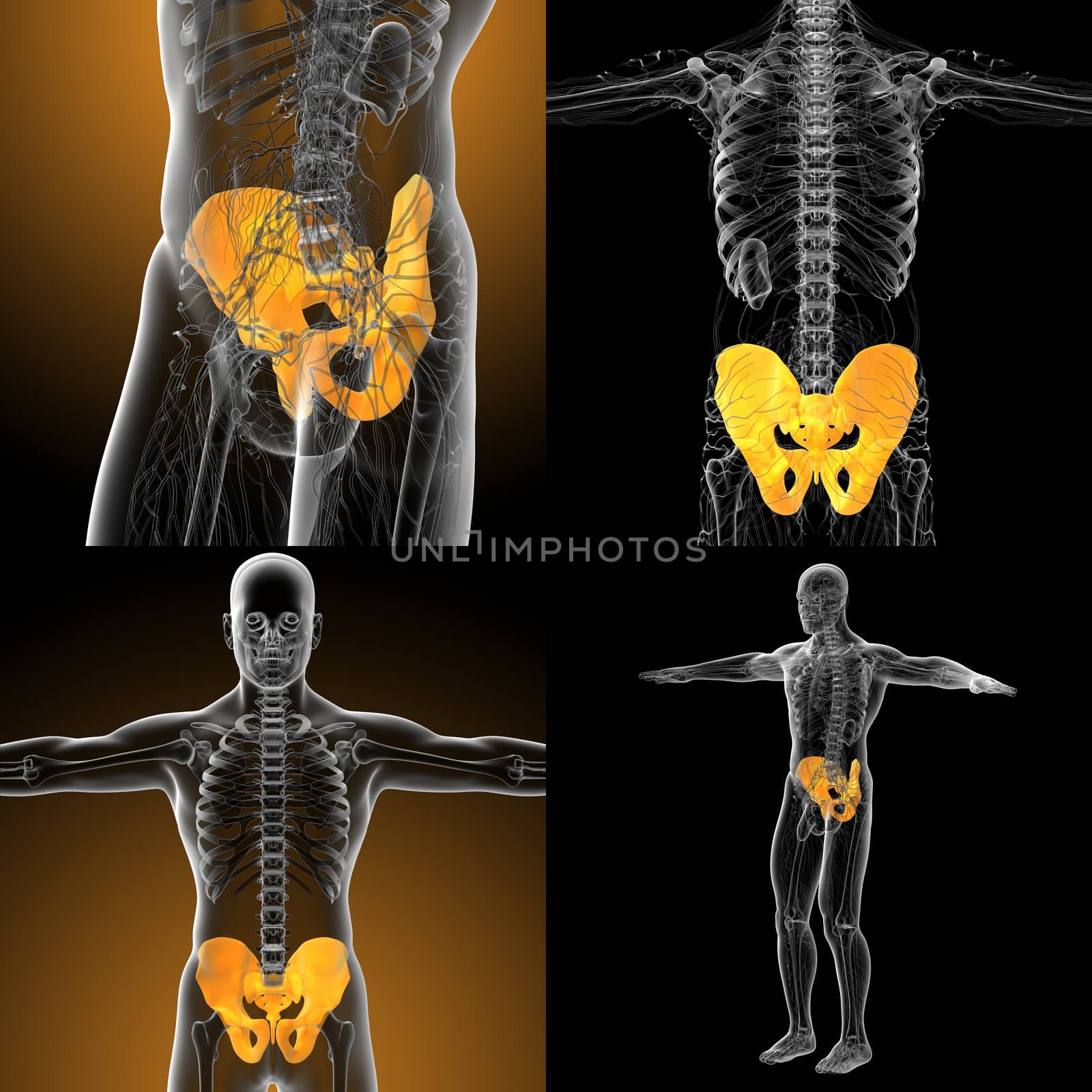 3d rendering medical illustration of the pelvis bone