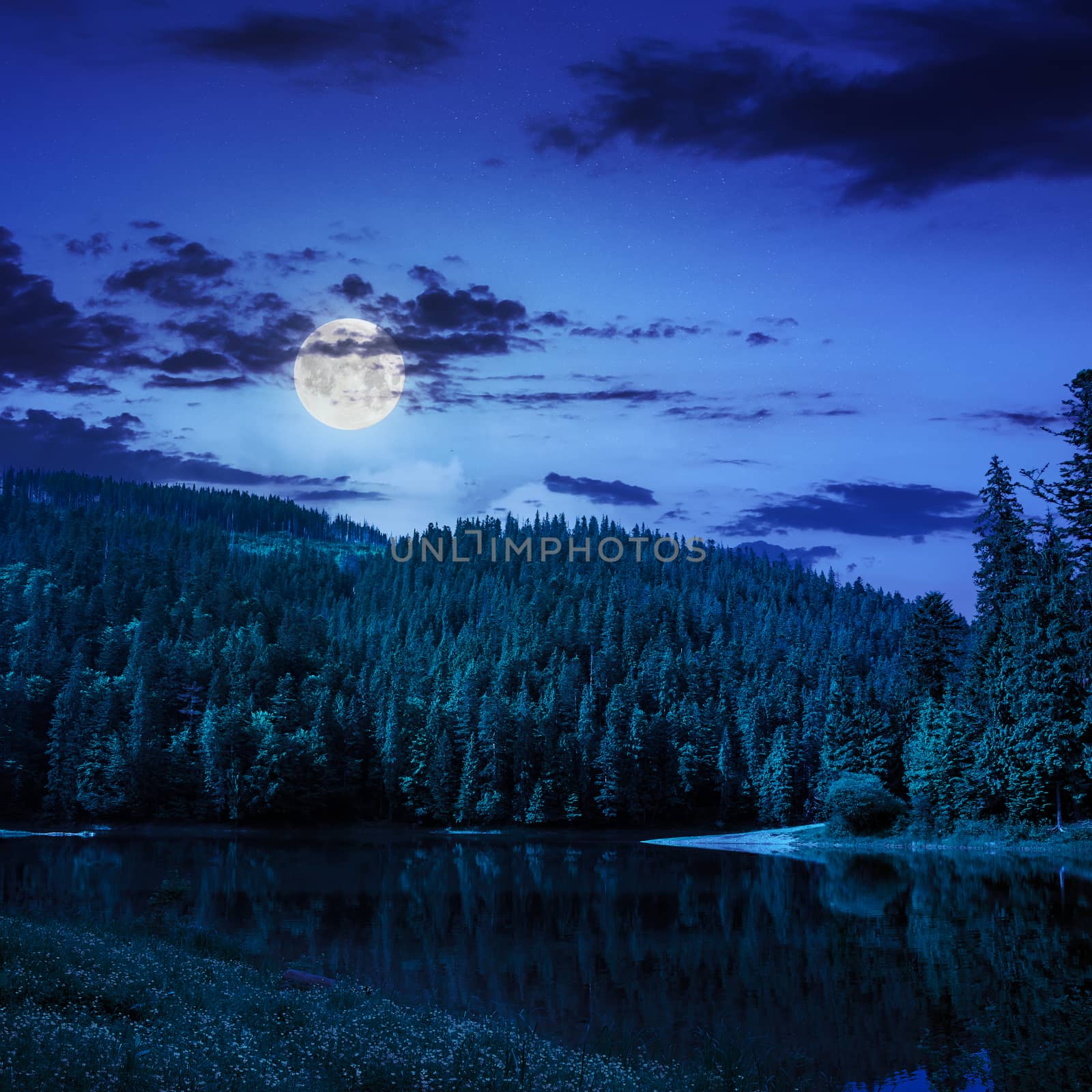 pine forest and lake near the mountain at night by Pellinni