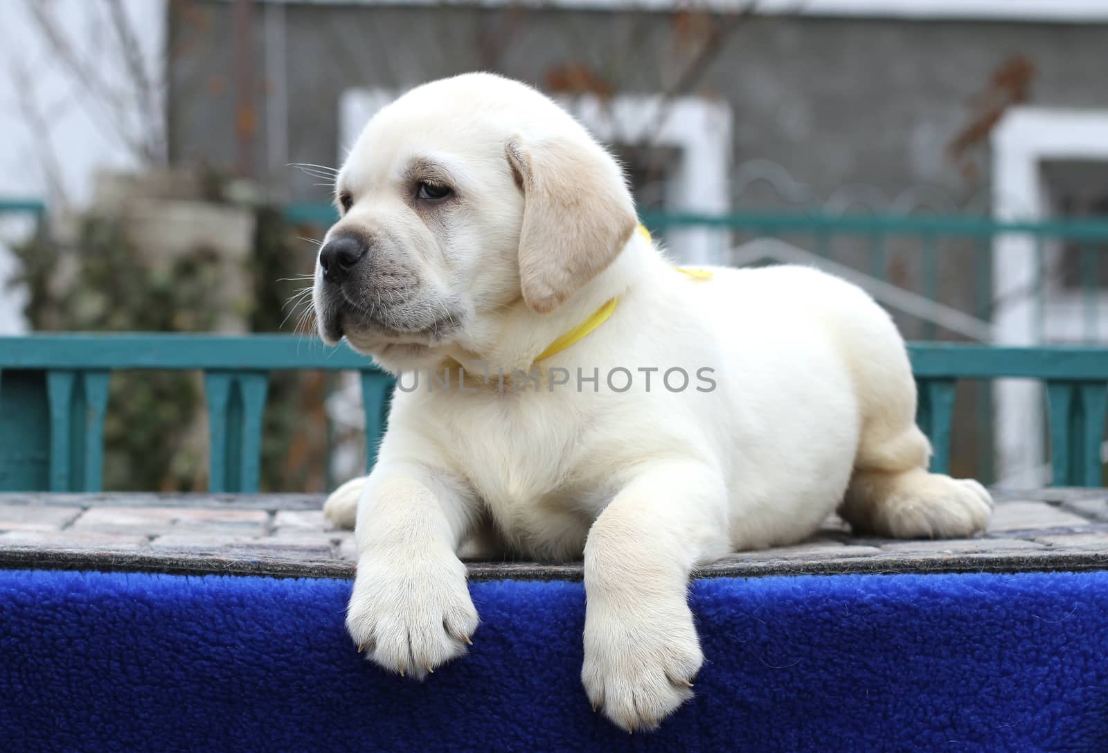 the little yellow labrador puppy sitting on blue background