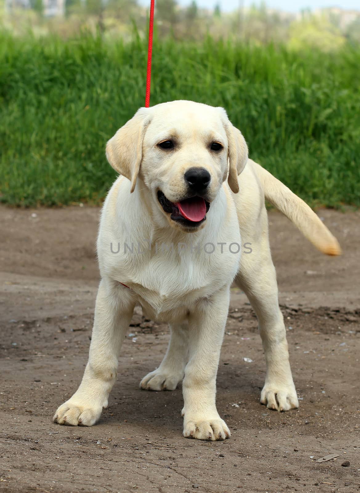 yellow cute nice labrador puppy in the garden