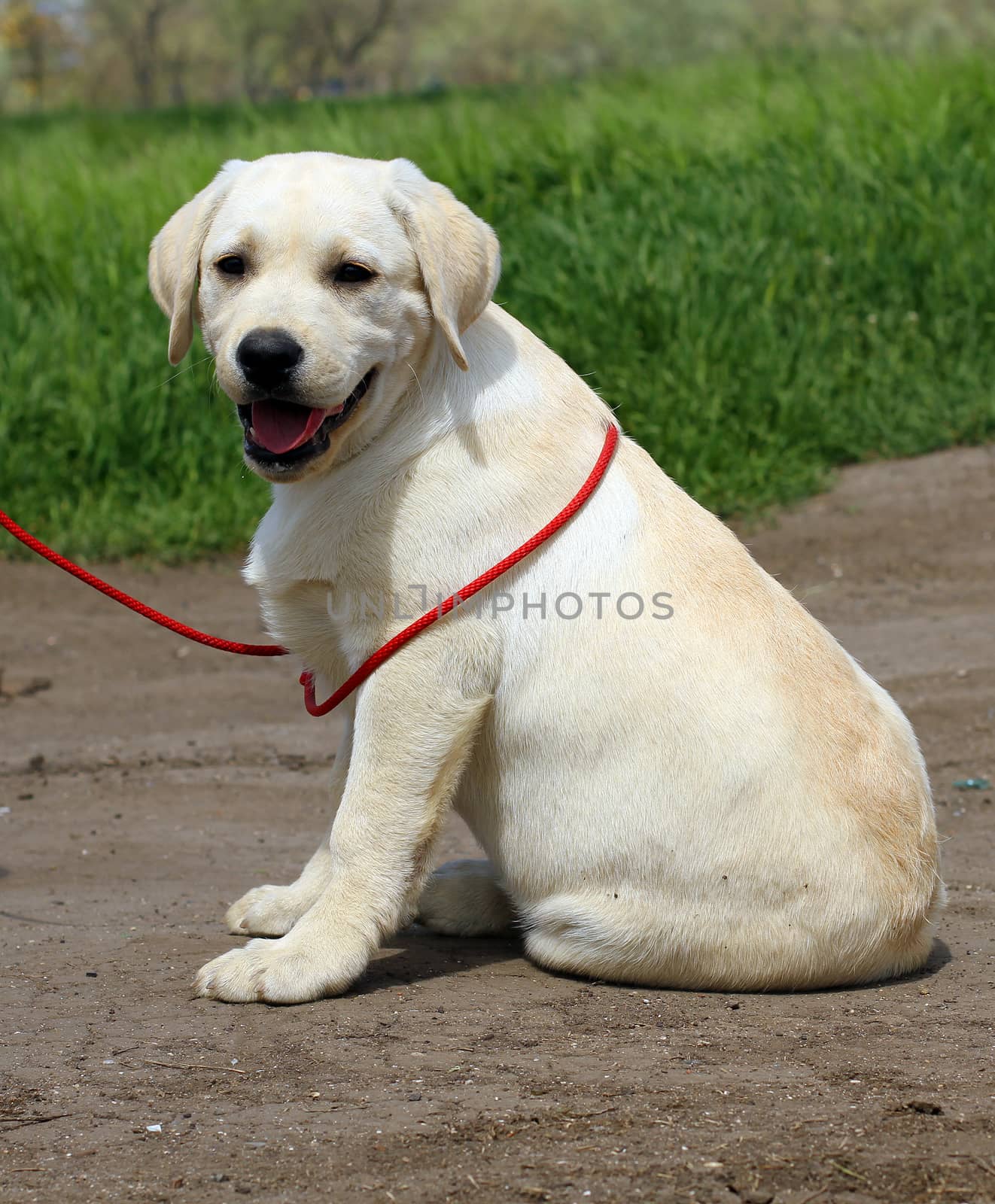 yellow nice labrador puppy in the garden
