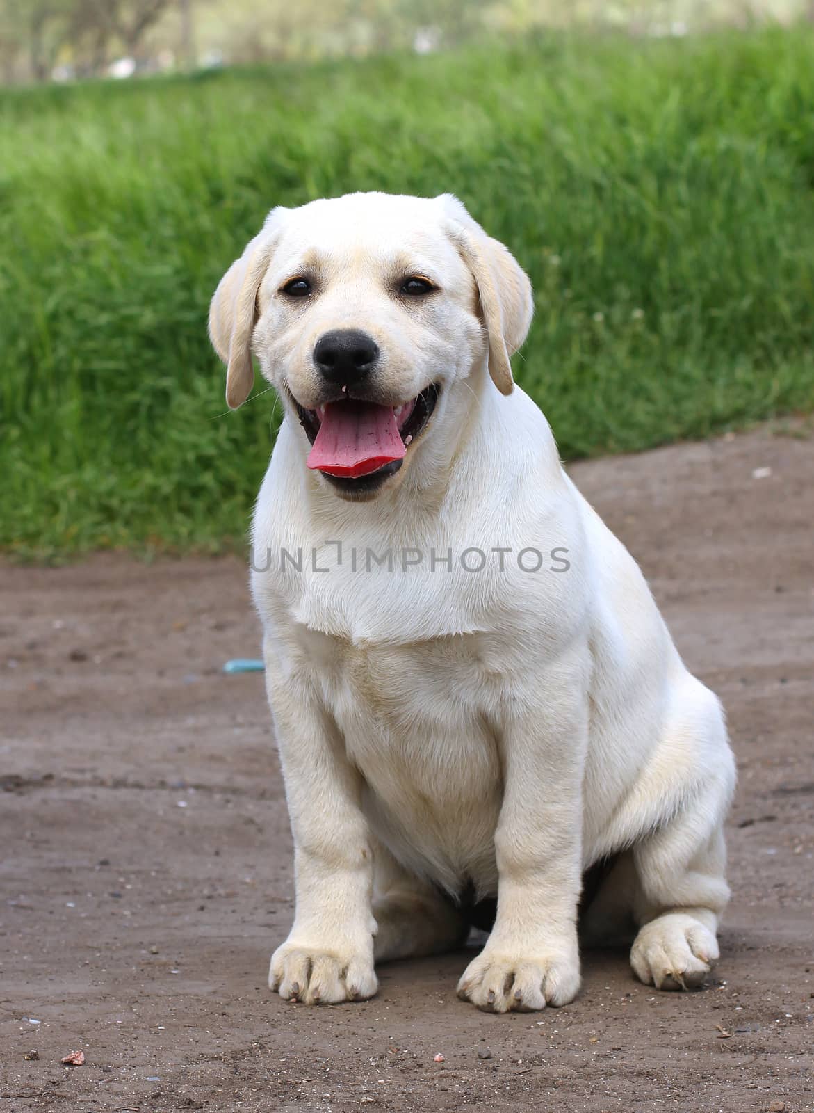 a yellow nice labrador puppy in the garden