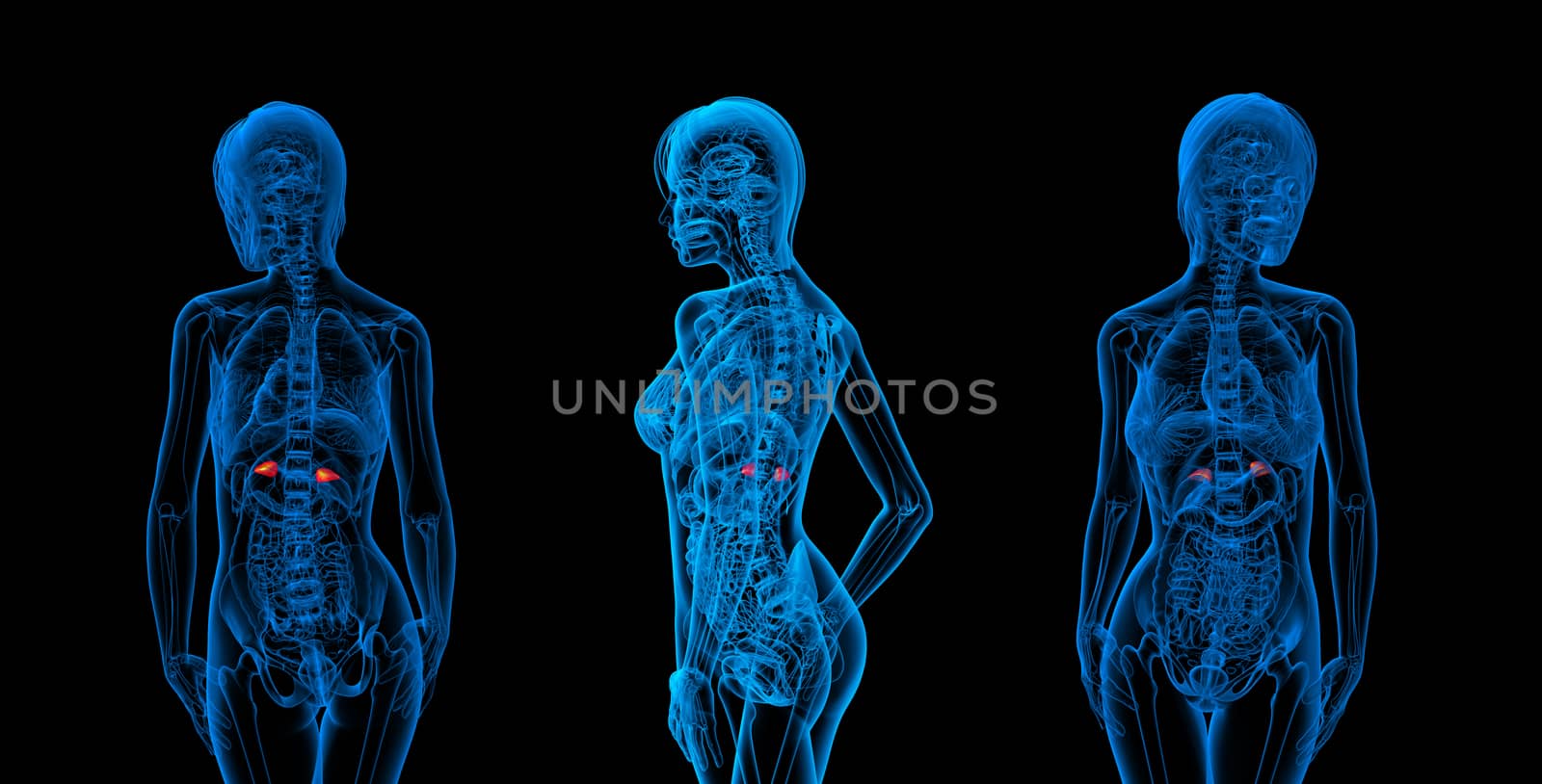 3d rendering medical illustration of the adrenal