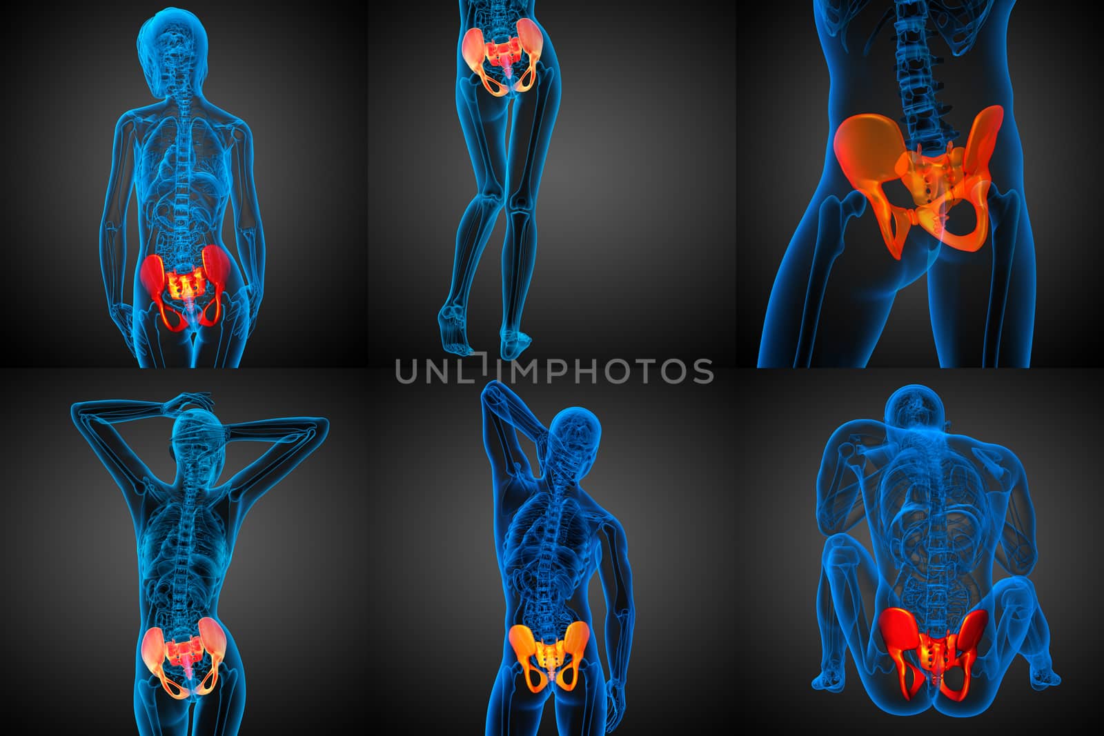 3D rendering medical illustration of the pelvis bone