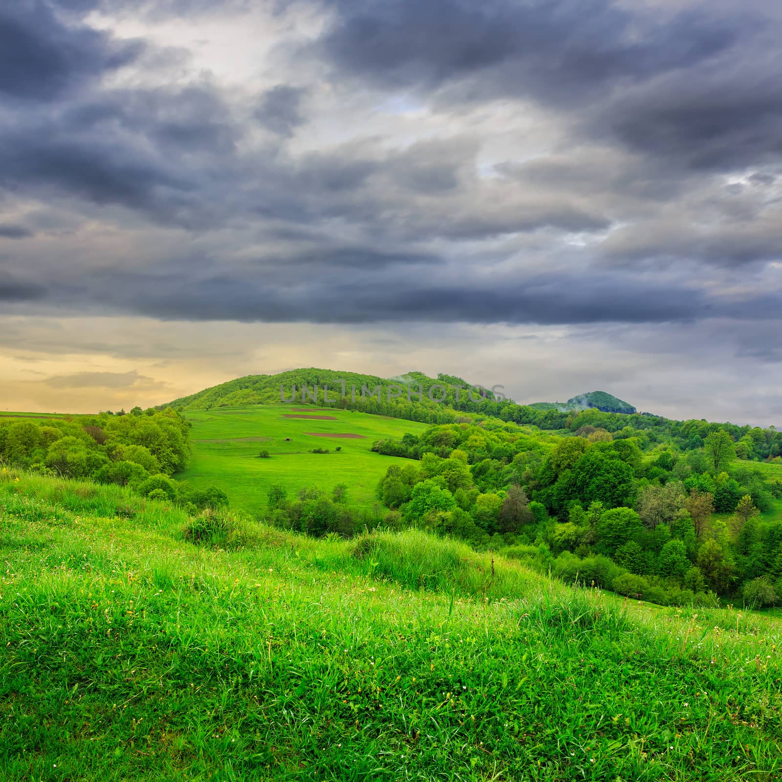 trees near valley in mountains by Pellinni