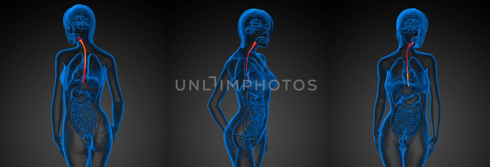 3d rendering illustration of the esophagus 