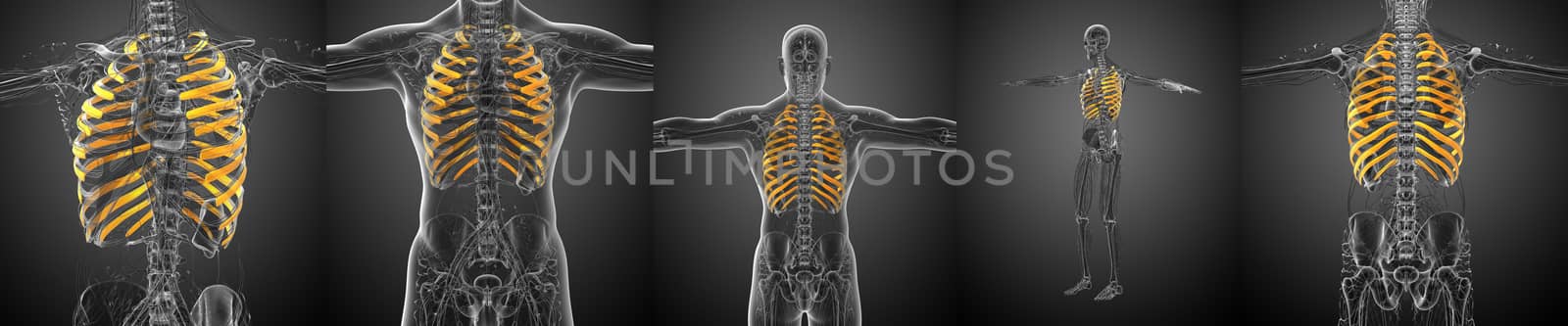 3d rendering medical illustration of the ribcage