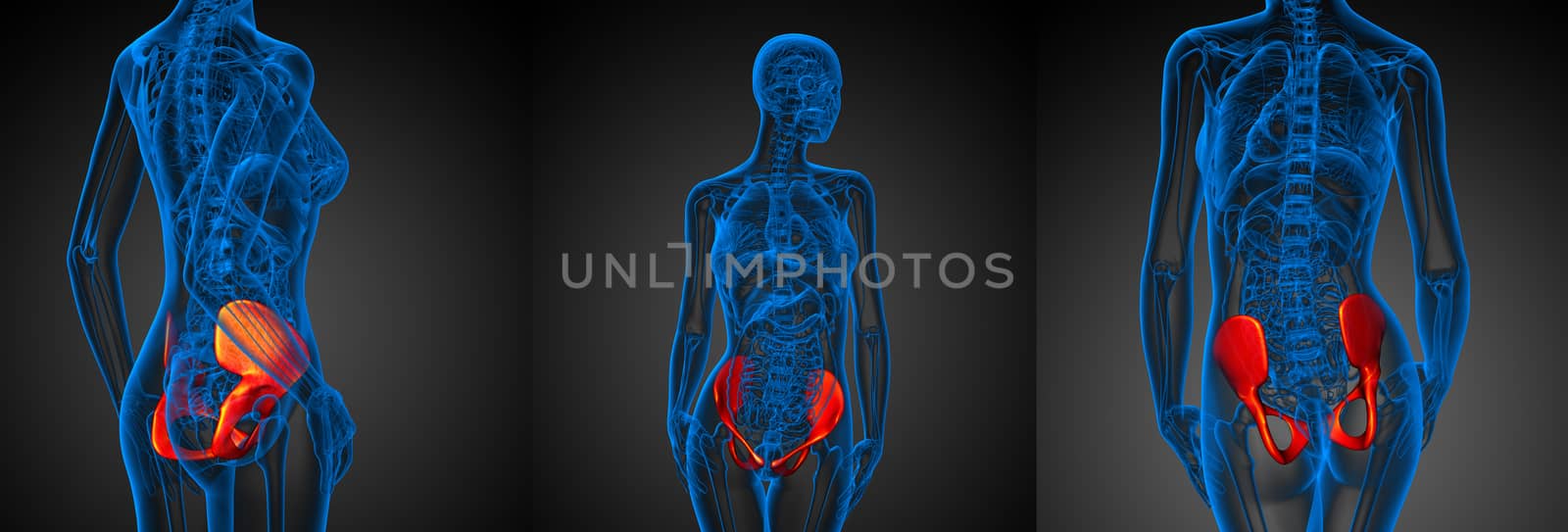 3d rendering medical illustration of the pelvis bone