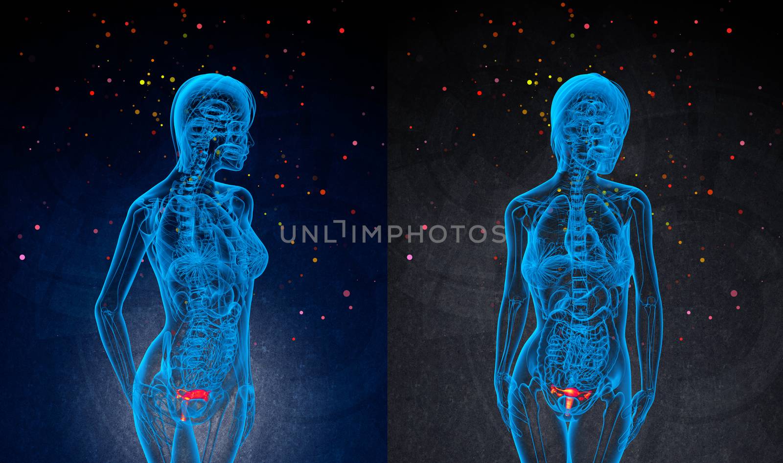 3d rendering medical illustration of the Reproductive System 