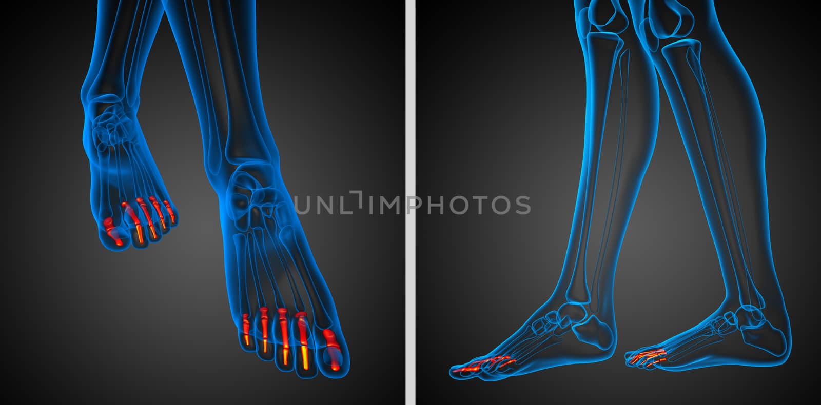 3d rendering illustration of the human phalanges foot 