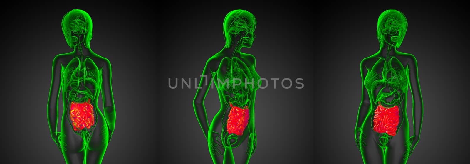 3d rendering illustration of the male small intestine