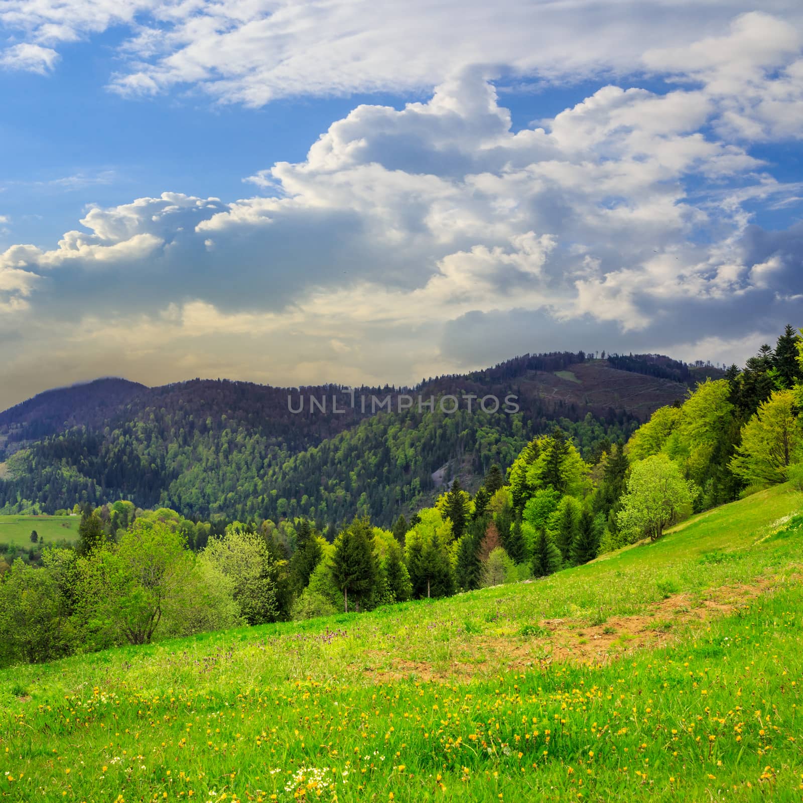 mountain summer landscape. pine trees near meadow and forest on hillside under  sky with clouds at sunrise