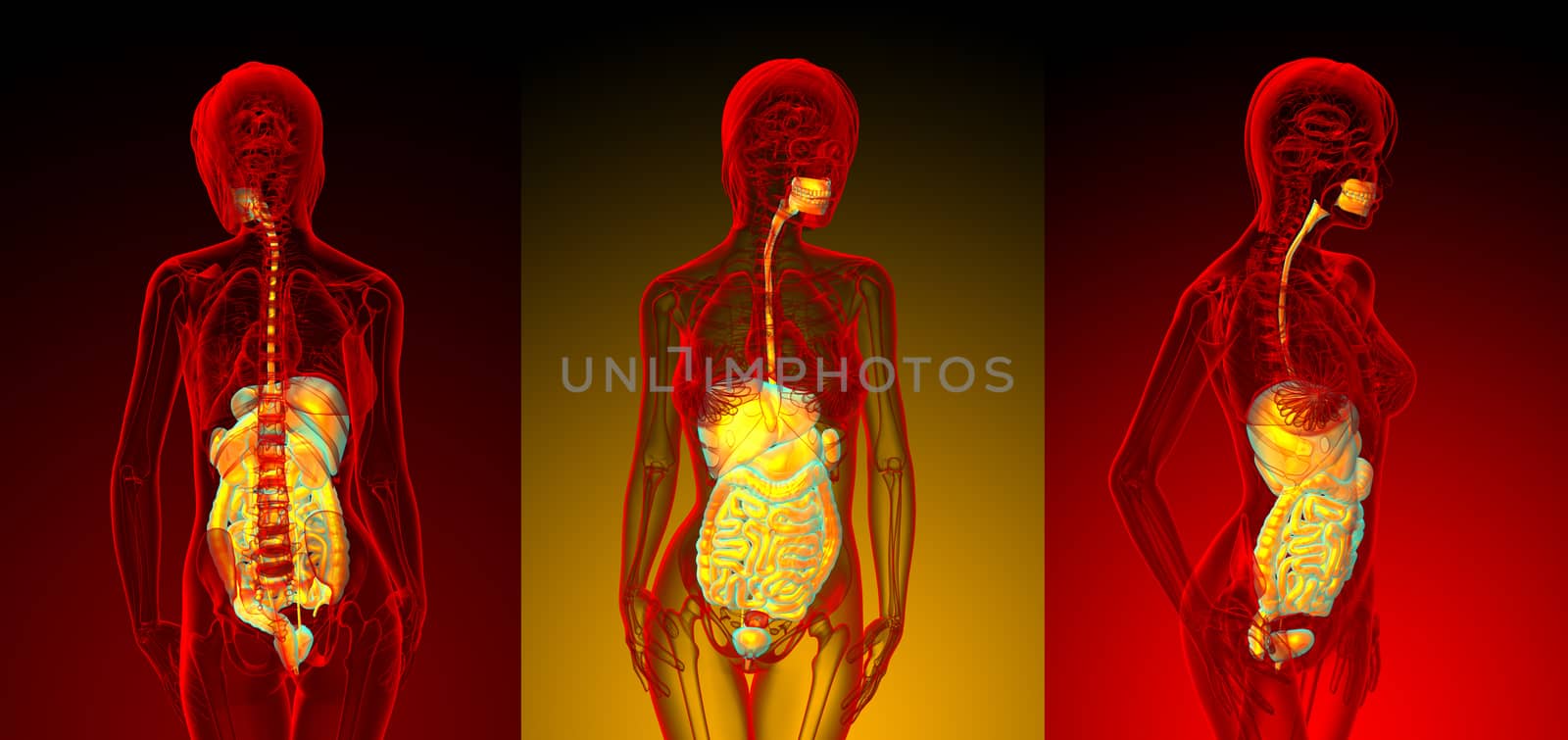 3d rendering medical illustration of the human digestive system 