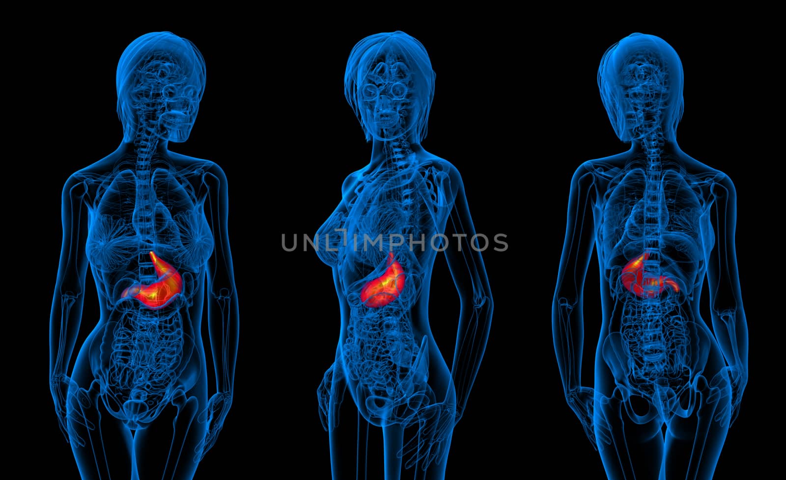 3d rendering medical illustration of the human stomach