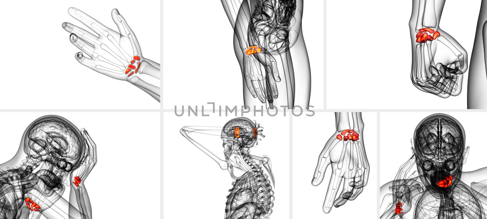 3d rendering illustration of the human carpal bones