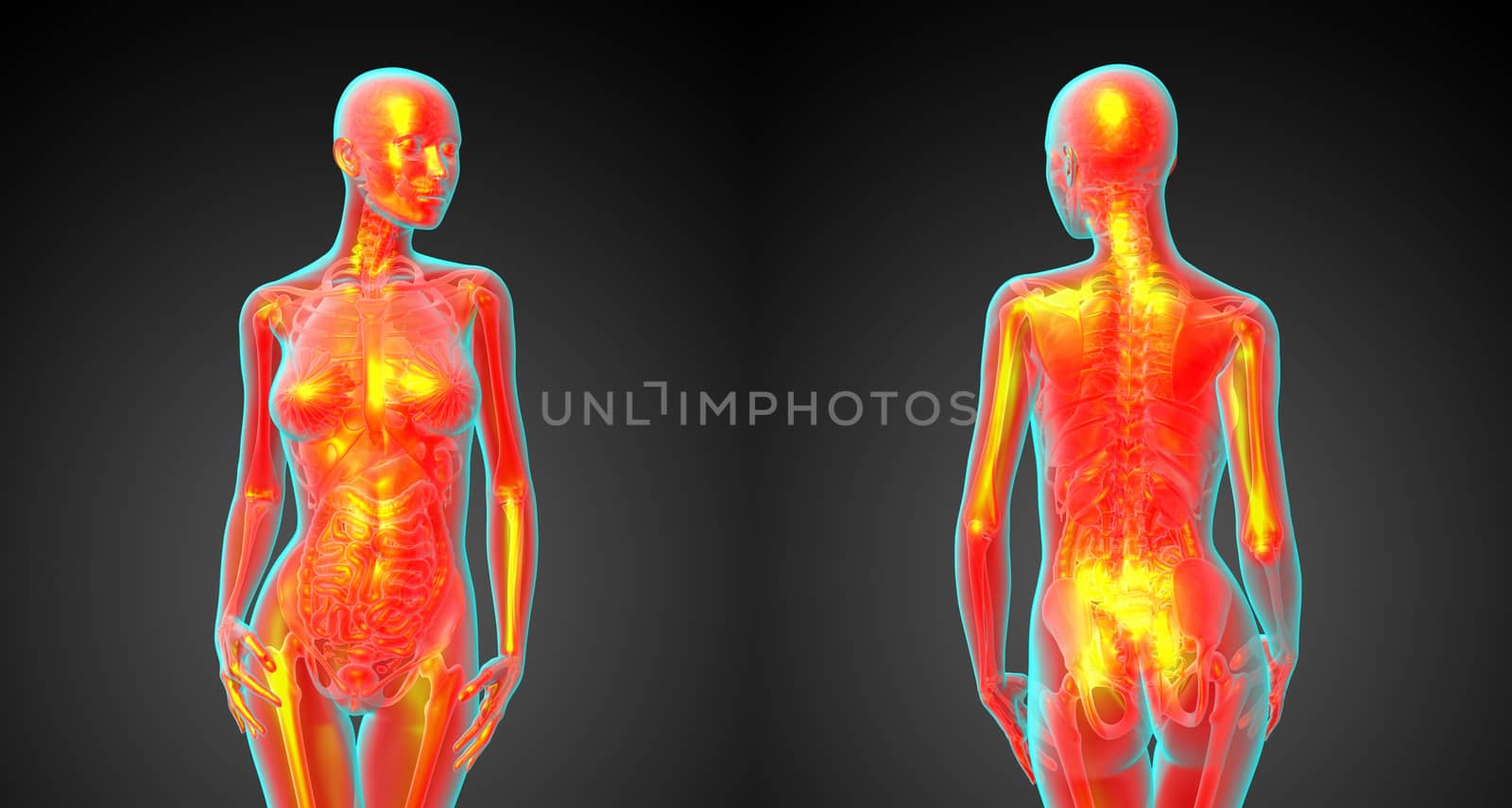 3d rendering medical illustration of the human anatomy 