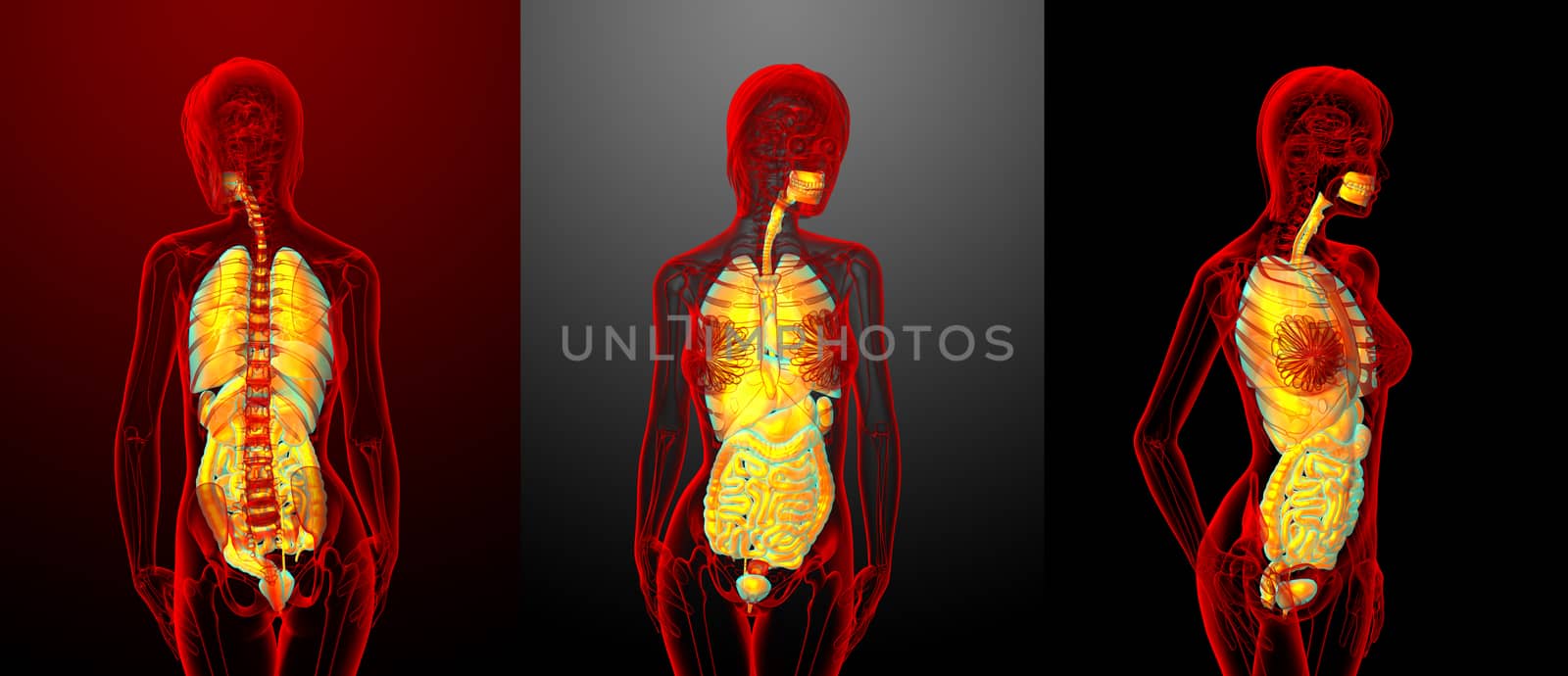 3d rendering of digestive system and respiratory system