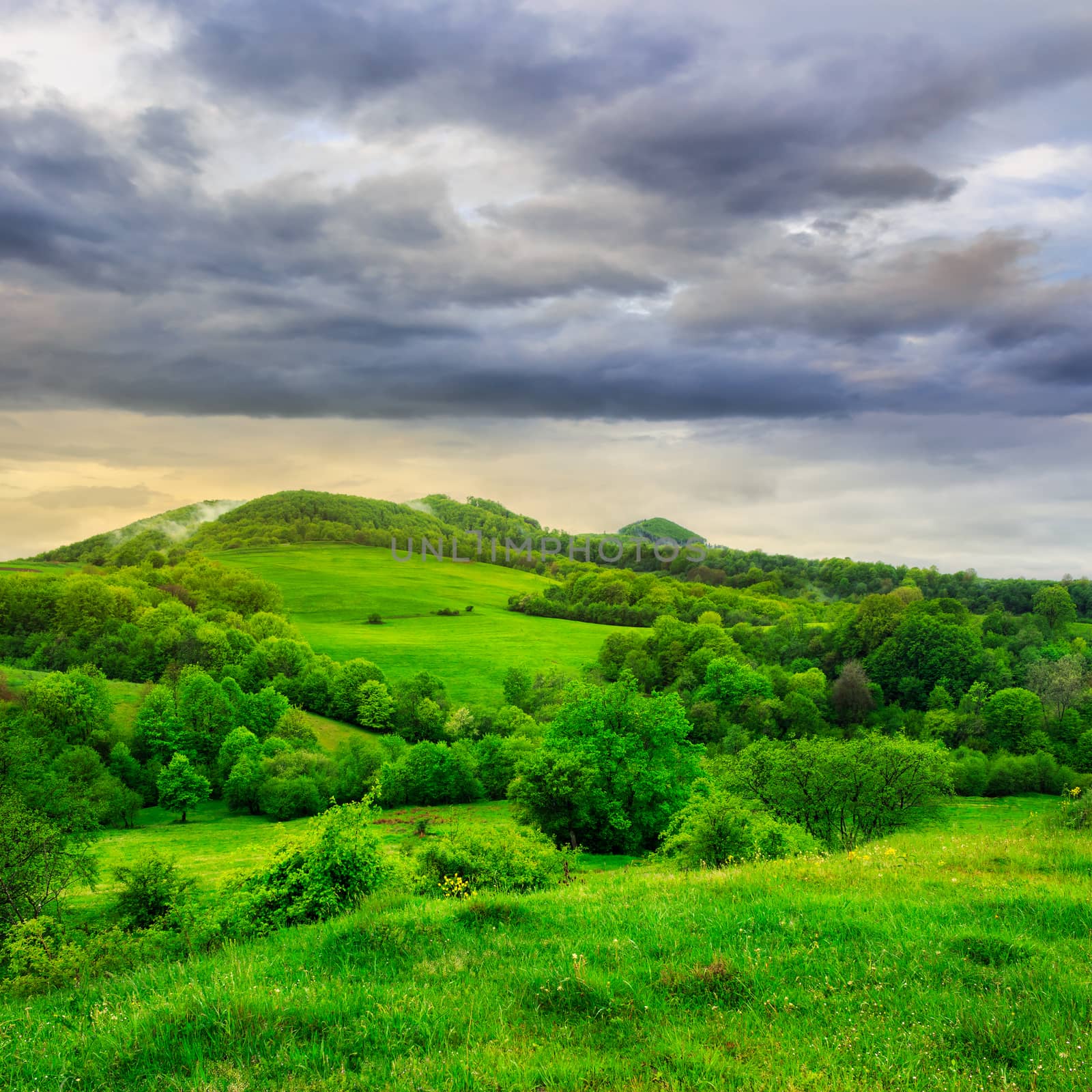 forest near meadow in mountain summer landscape